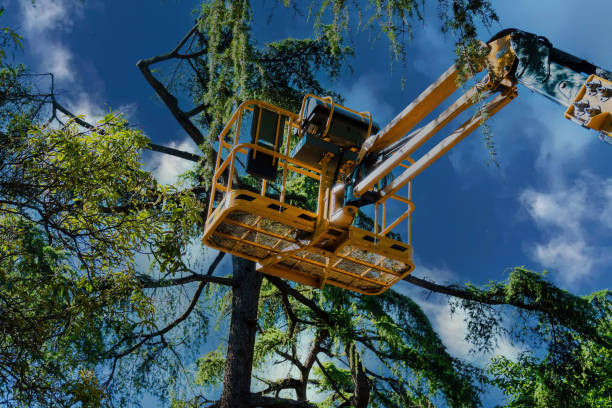 Tree Root Removal in East Dublin, GA